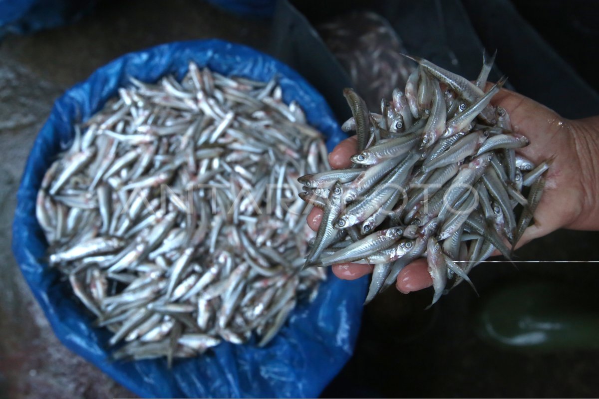 IKAN DEPIK ENDEMIK DANAU LAUT TAWAR