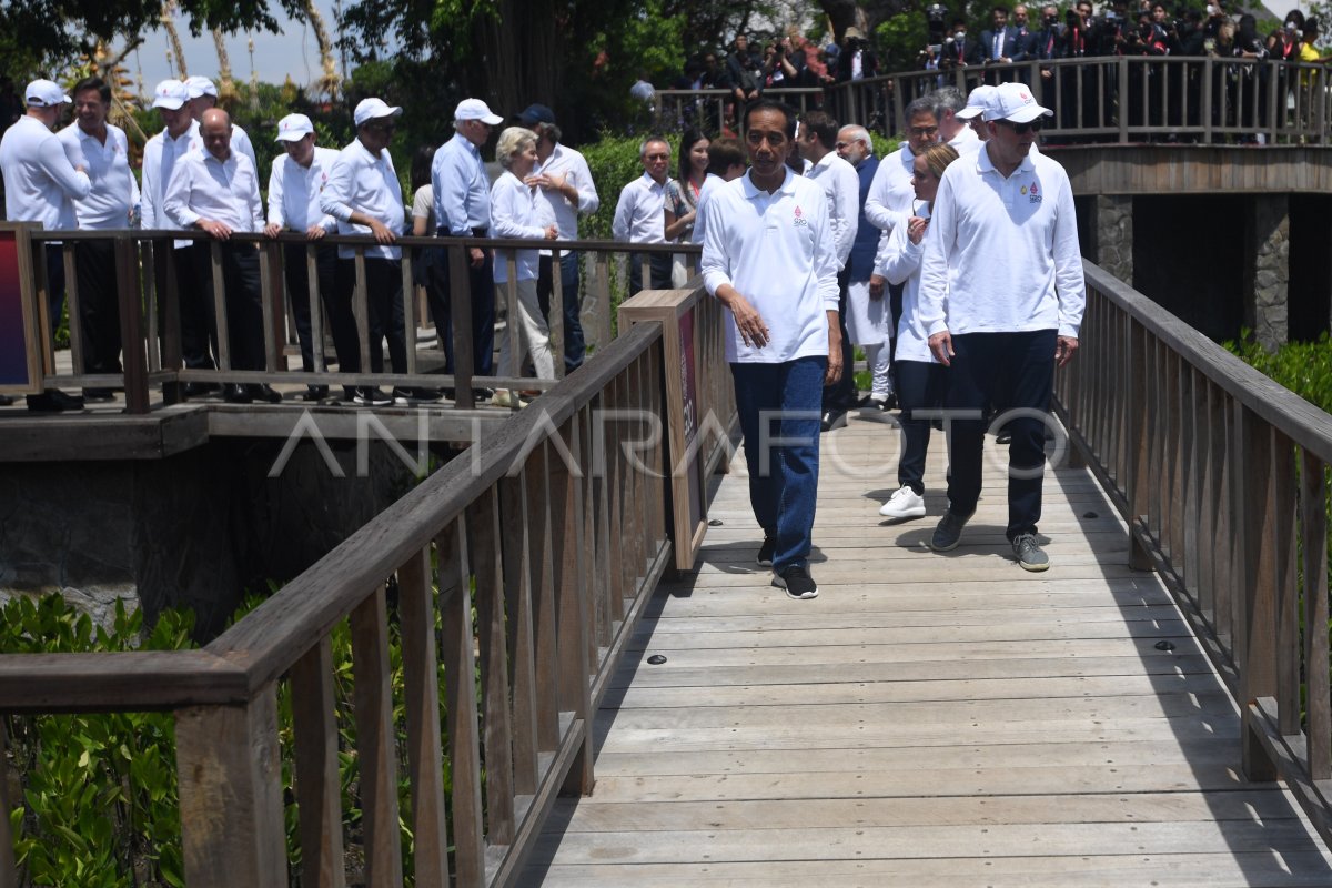 HOD G20 TINJAU HUTAN MANGROVE