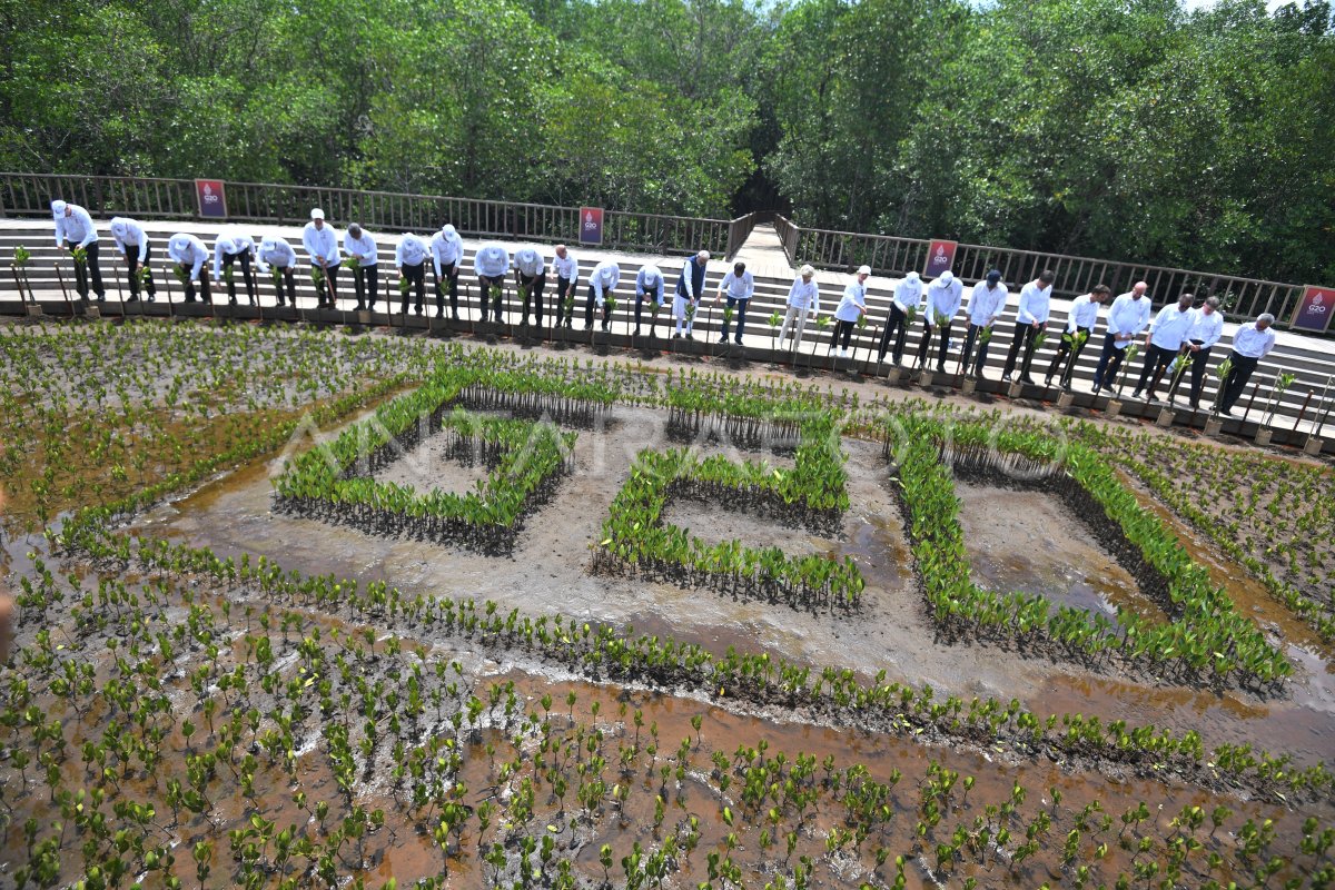 PENANAMAN MANGROVE G20 DI TAHURA BALI