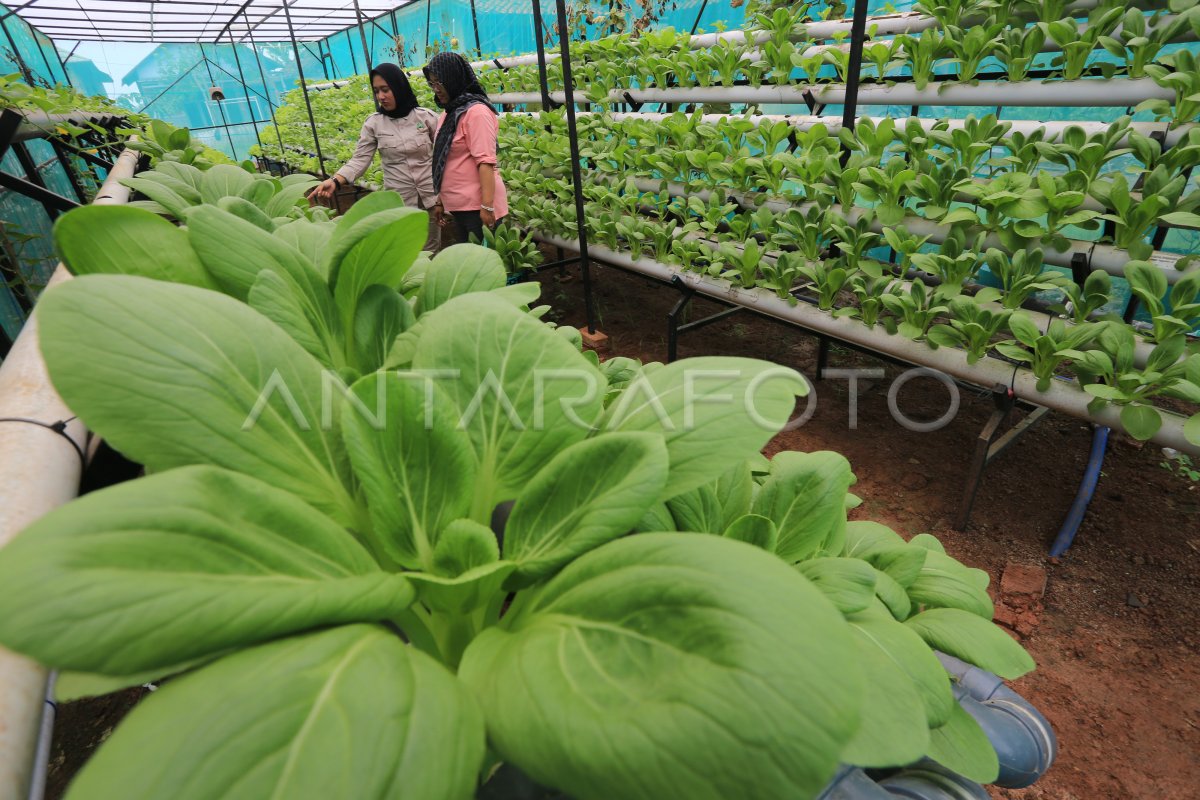 Pemberdayaan Perempuan Dengan Hidroponik Antara Foto