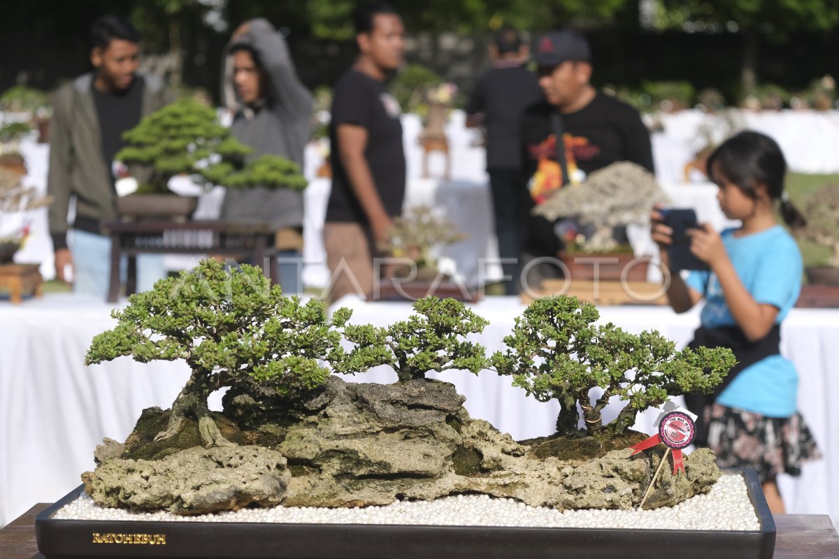 image pameran bonsai dan seni pot di Asia
