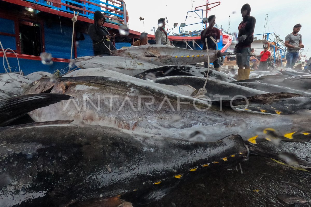 Penerapan Kuota Penangkapan Ikan Di Laut Antara Foto