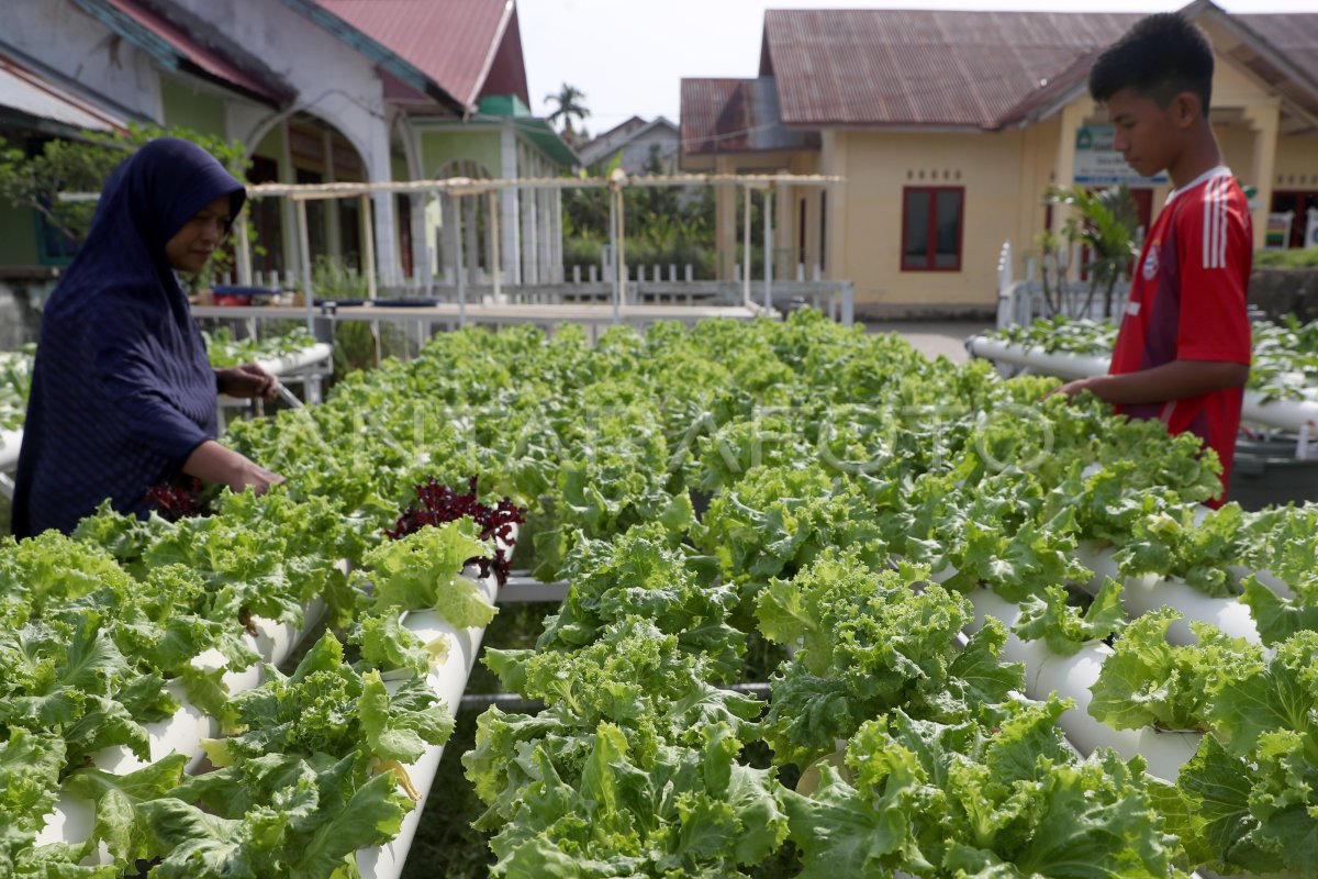 Pemanfaatan Lahan Pekarangan Untuk Kebutuhan Gizi Antara Foto