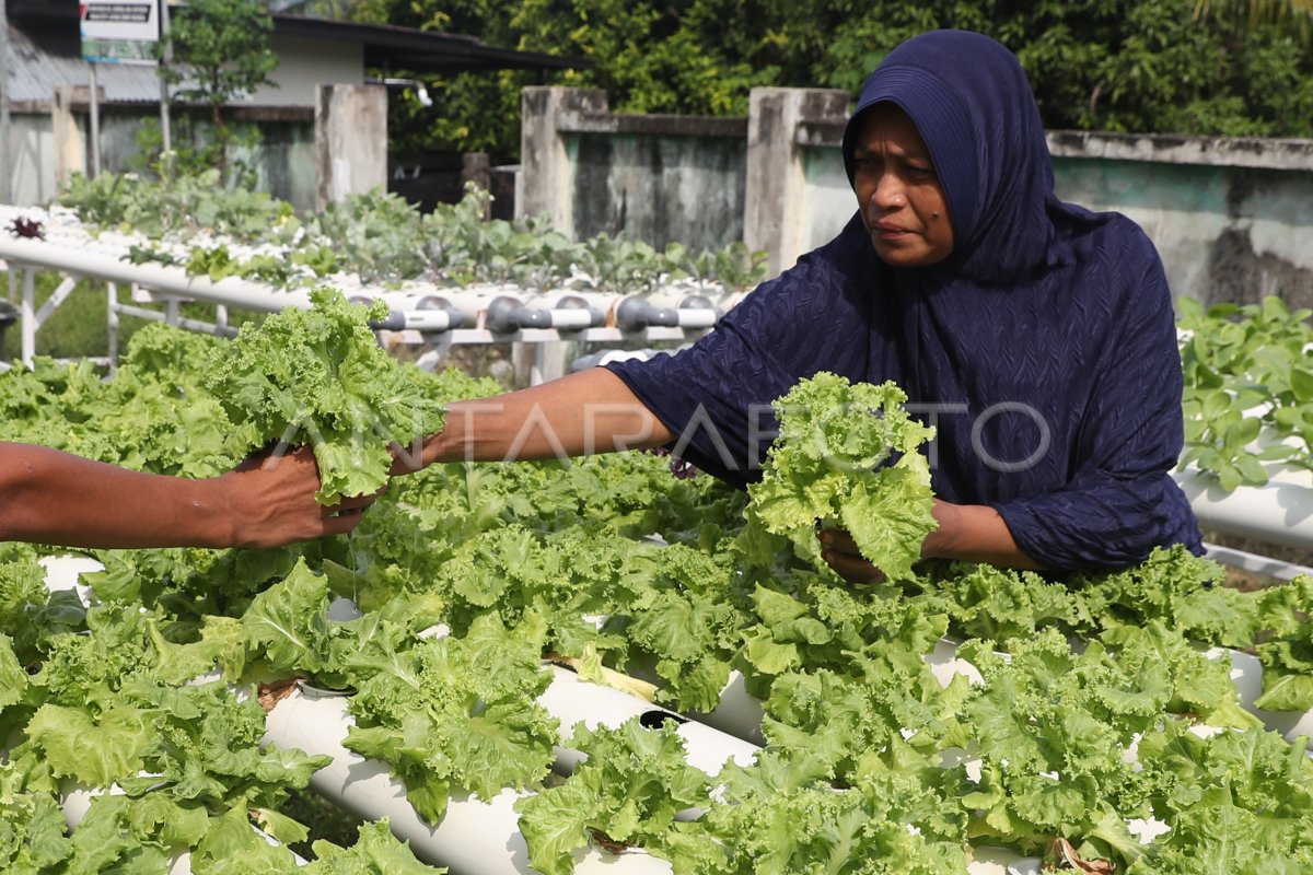 PEMANFAATAN LAHAN PEKARANGAN UNTUK KEBUTUHAN GIZI | ANTARA Foto