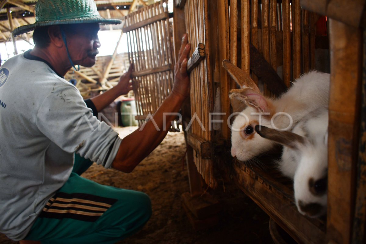 PETERNAK KELINCI DI MAGETAN