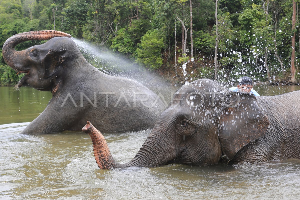 Wisata Gajah Jinak Sumatera Di Aceh Jaya Antara Foto