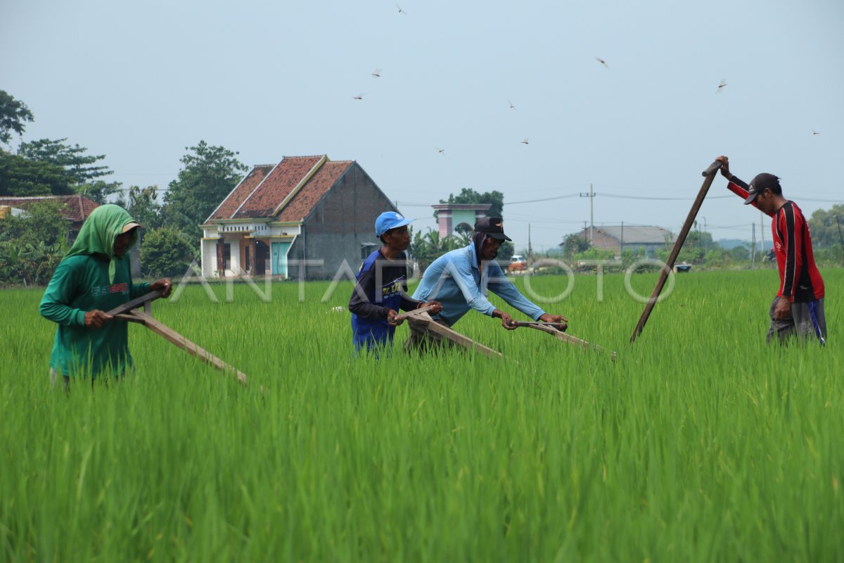 Keuntungan Menyiangi Gulma Dengan Alat Tradisional Antara Foto 4603