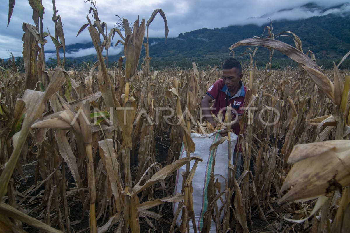 Pemanfaatan Kulit Jagung Sebagai Pakan Ternak Antara Foto 1514