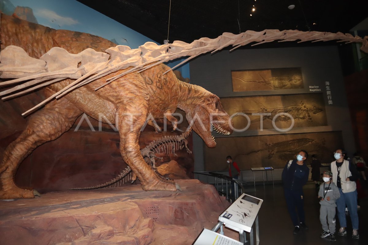 MUSEUM FOSIL CHENGJIANG ANTARA Foto