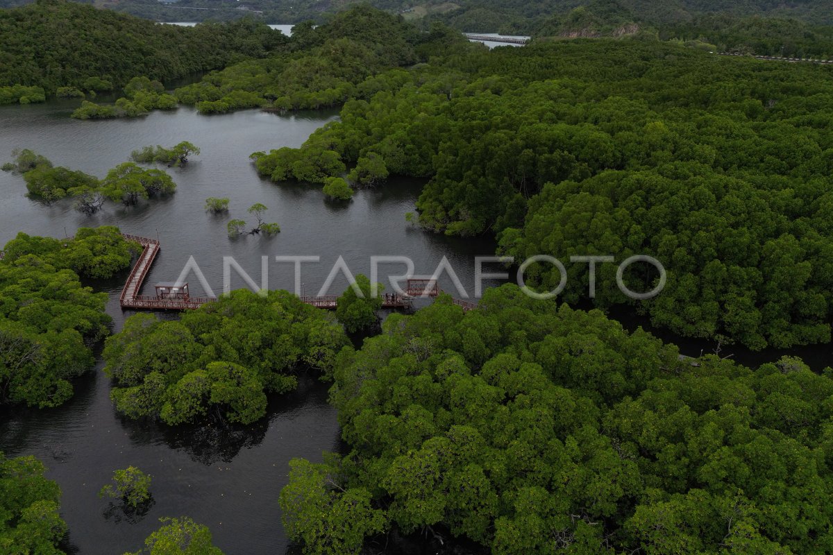 EKOWISATA MANGROVE PANTAI BEBEK JAYAPURA | ANTARA Foto