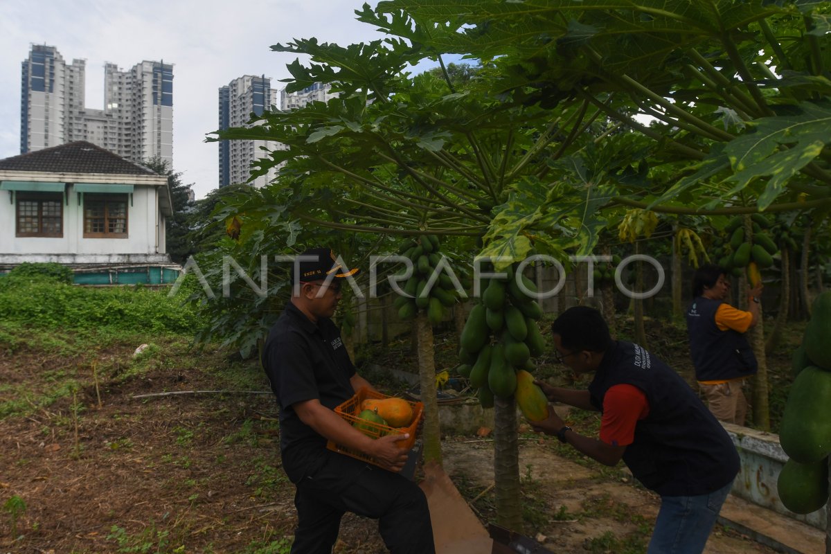 Kisah Warga yang Berhasil Mengelola Lahan Tidur Menjadi Kebun Buah