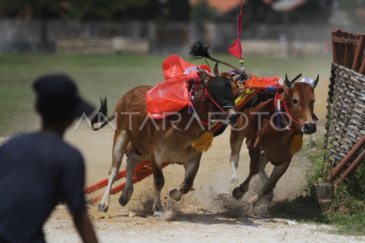LATIHAN KARAPAN SAPI