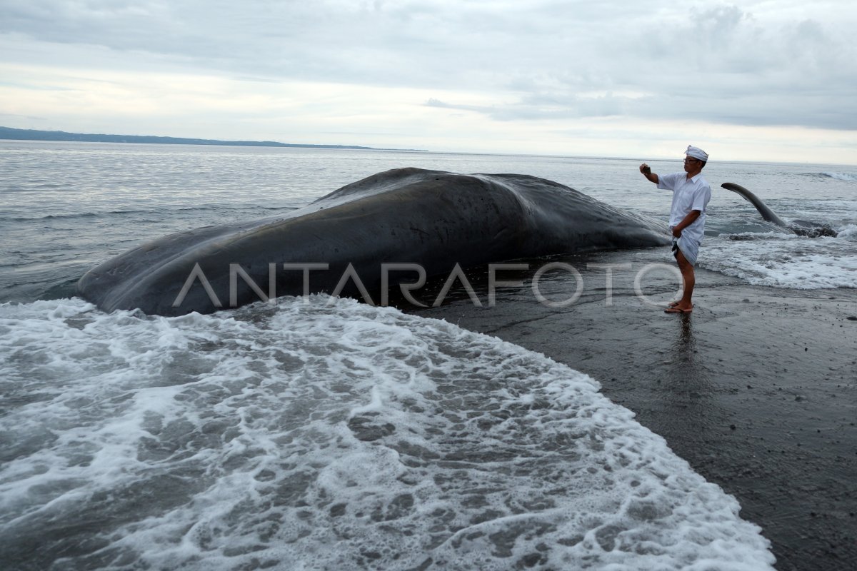PAUS SPERMA TERDAMPAR DI KARANGASEM BALI
