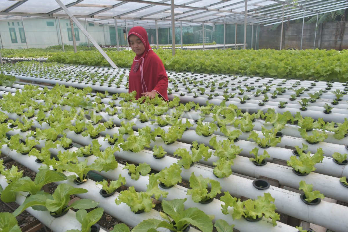 Budidaya Tanaman Hidroponik Di Bantargebang Antara Foto