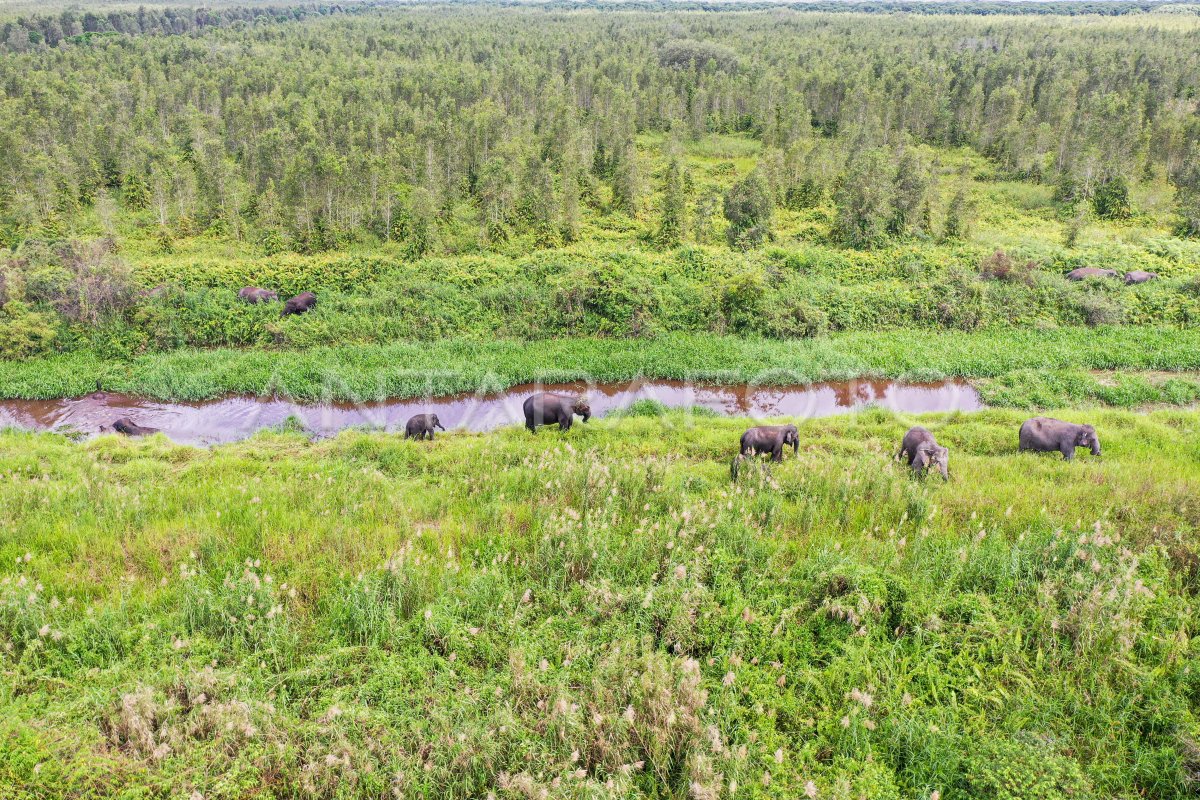 Jumlah Gajah Sumatera di kantong habitat Sugihan-Simpang Heran