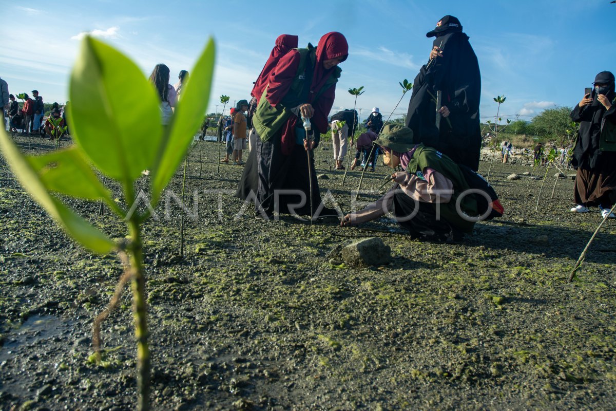 Perawatan mangrove di kawasan konservasi