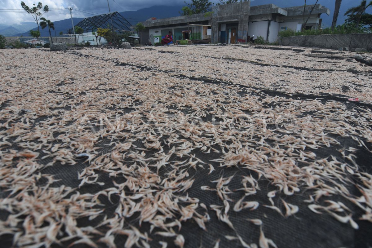Harga udang kering naik