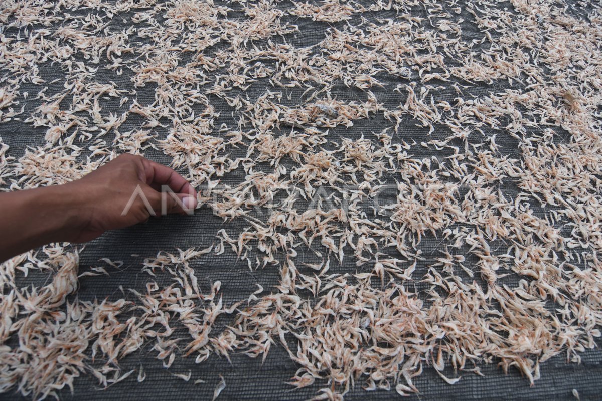 Harga udang kering naik