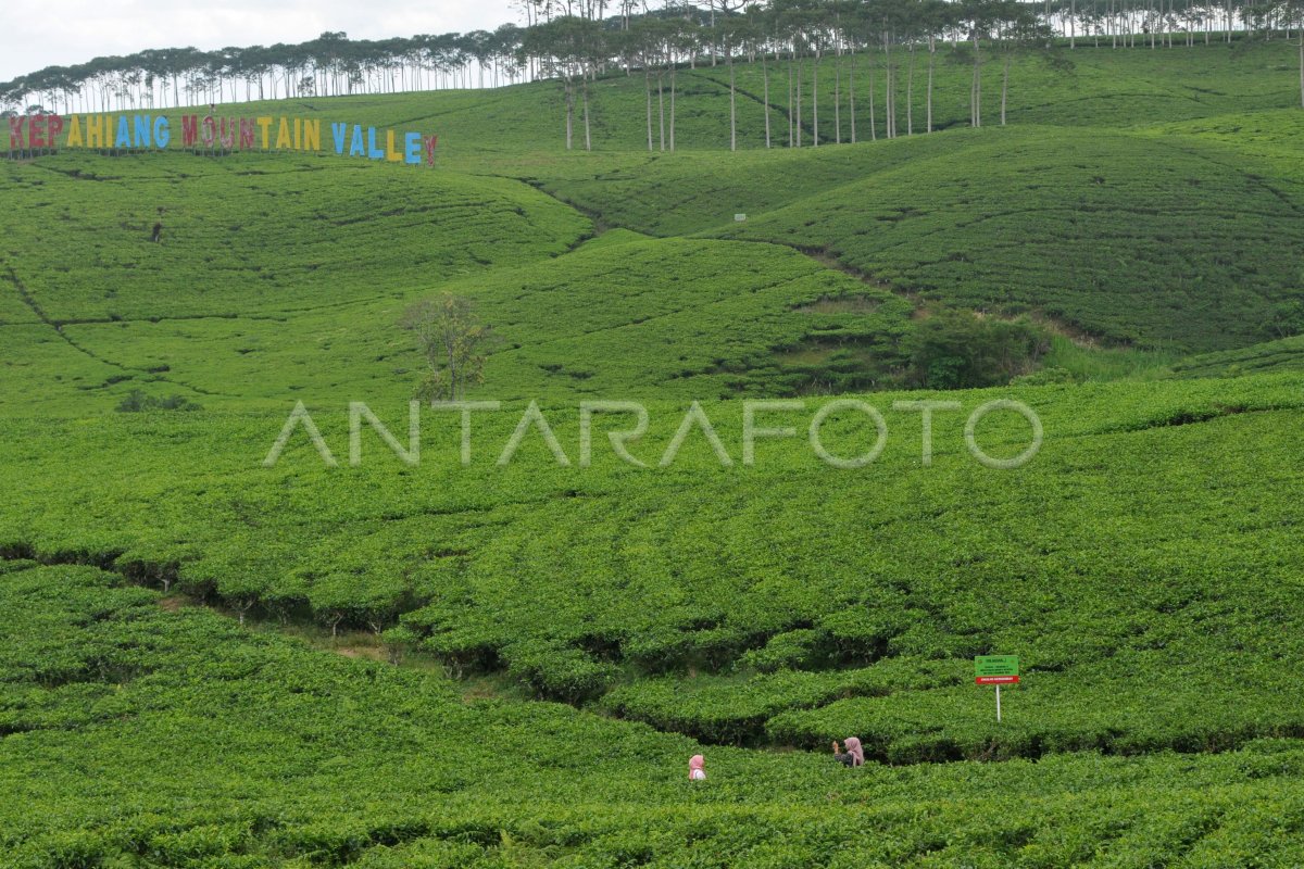 Agrowisata Kebun Teh Kabawetan Peninggalan Belanda | ANTARA Foto