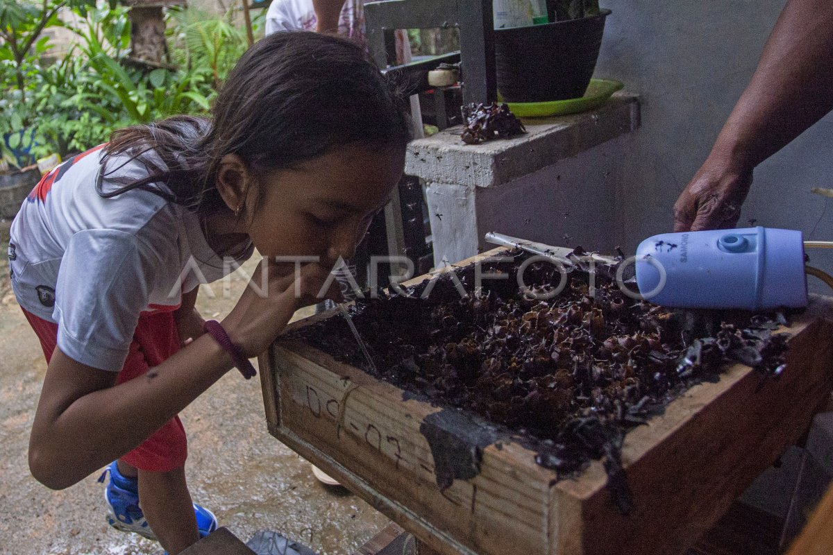 Budi daya lebah madu klanceng di Batam