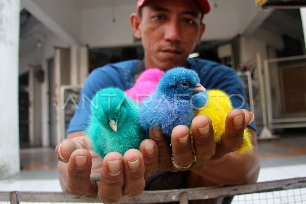 Penjualan Anak Ayam Warna Warni Antara Foto