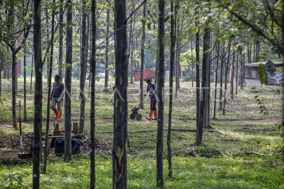Hutan kota Pakansari Bogor