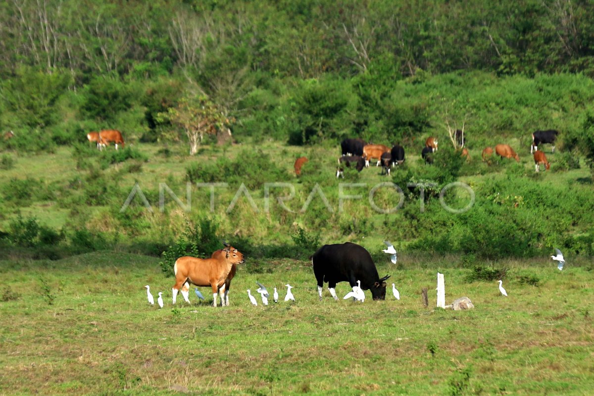 Populasi Banteng Jawa Meningkat ANTARA Foto Populasi Banteng Jawa Meningkat ANTARA Foto