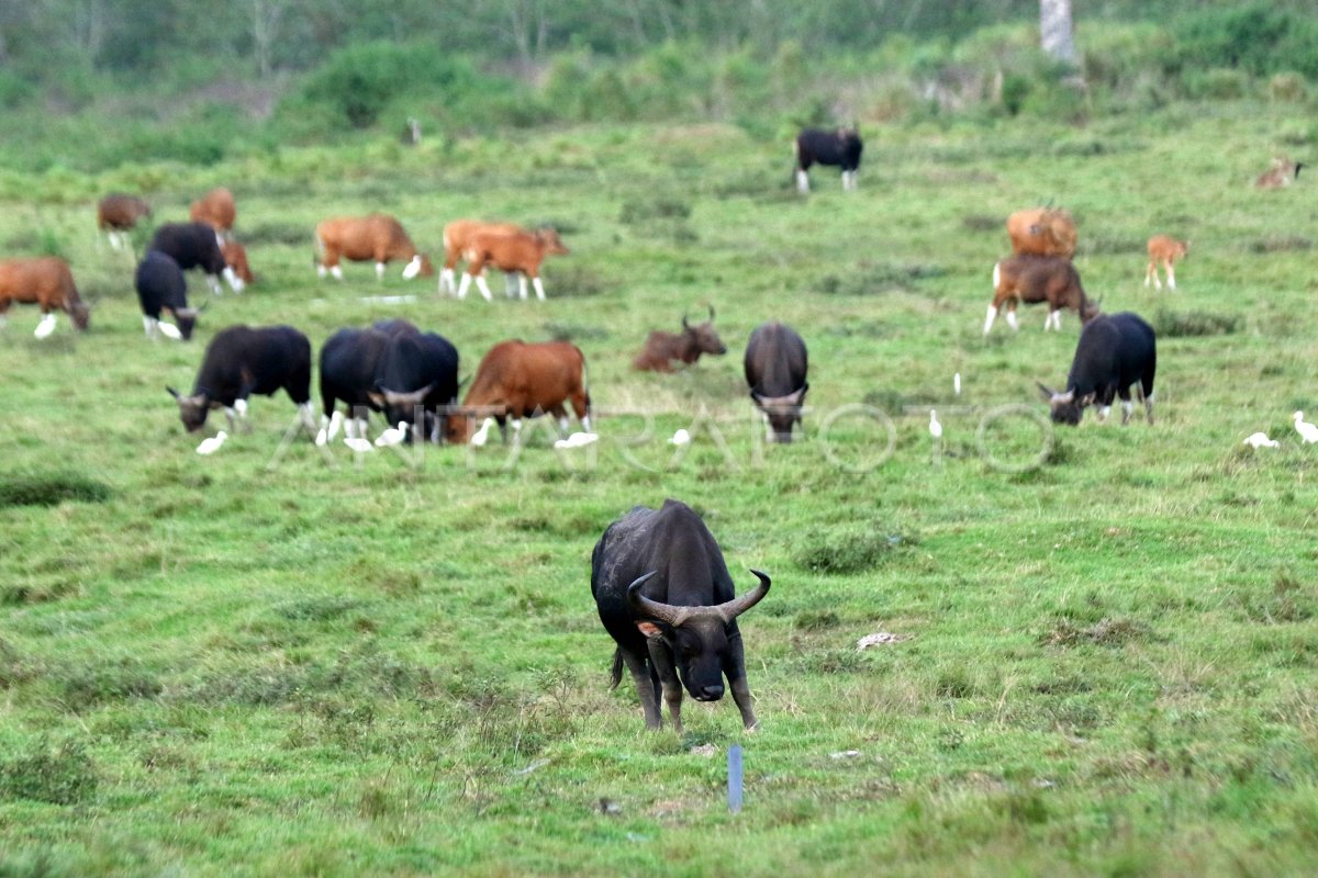 Populasi Banteng Jawa Meningkat ANTARA Foto Populasi Banteng Jawa Meningkat ANTARA Foto