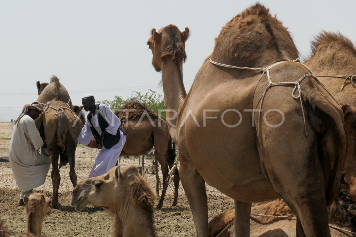 Peternakan Unta Di Arab Saudi Antara Foto