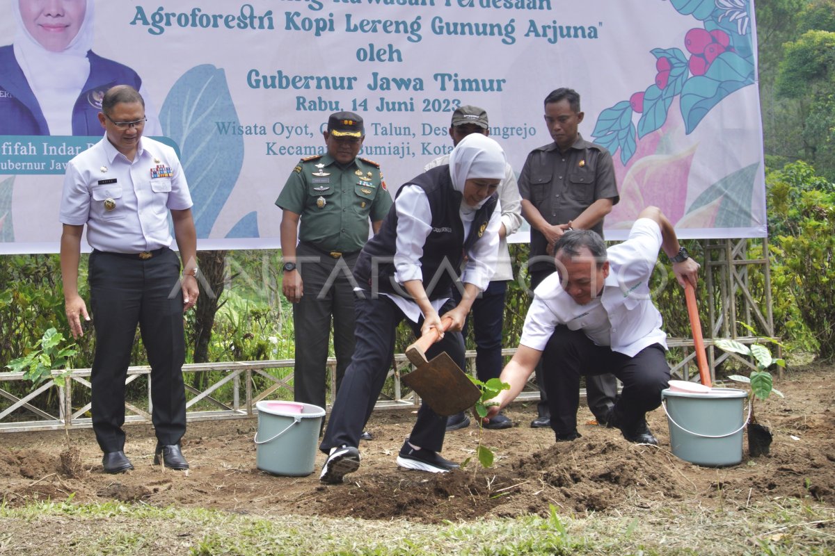 Gubernur Jatim resmikan kawasan perdesaan agroforestri kopi di Batu