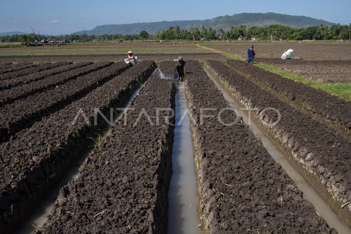 Penerapan Penerapan Hama Terpadu | ANTARA Foto