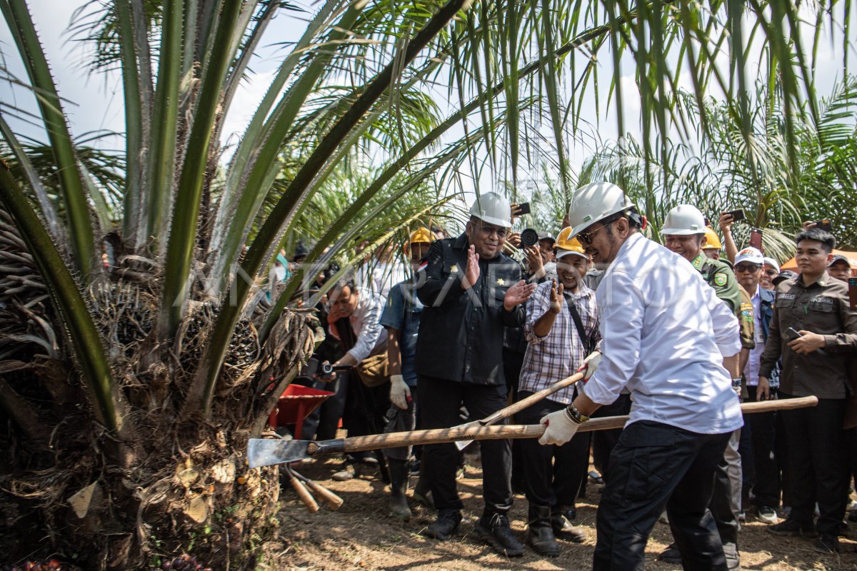 Panen Perdana Program Peremajaan Sawit Rakyat Di OKI | ANTARA Foto