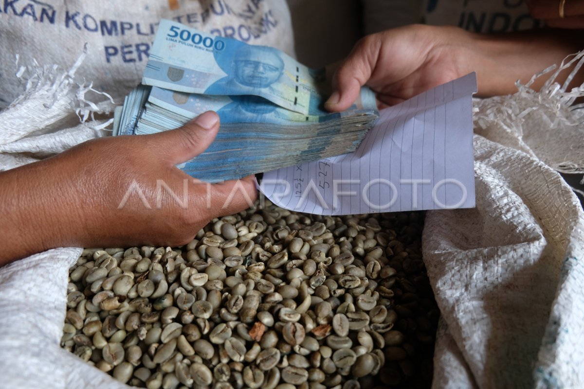 Harga kopi robusta melonjak | ANTARA Foto