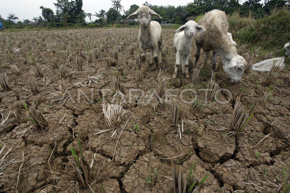 Sebagian Wilayah Di Indonesia Terdampak El Nino | ANTARA Foto