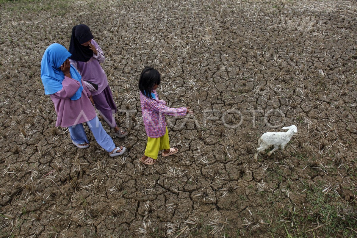 Sebagian Wilayah Di Indonesia Terdampak El Nino | ANTARA Foto