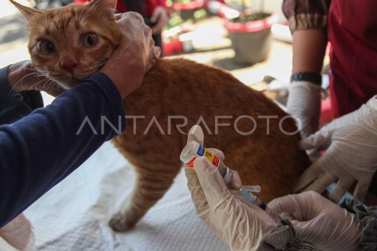 Layanan vaksin rabies keliling gratis di Semarang