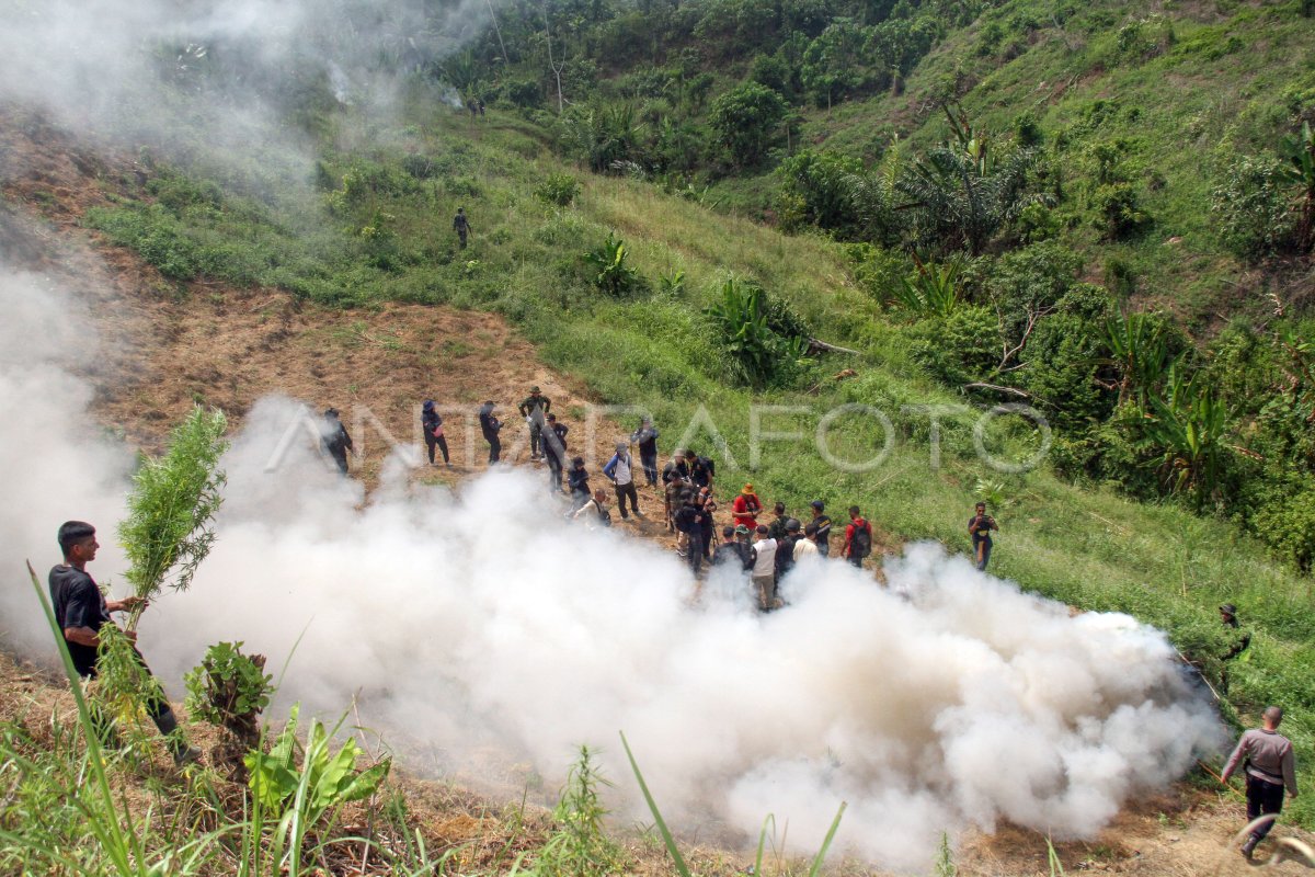 Operasi lanjutan pemusnahan ladang ganja Aceh