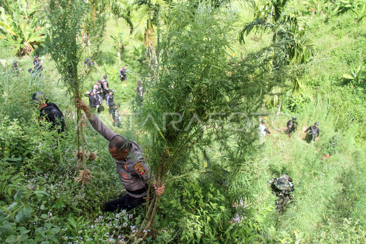 Operasi lanjutan pemusnahan ladang ganja Aceh