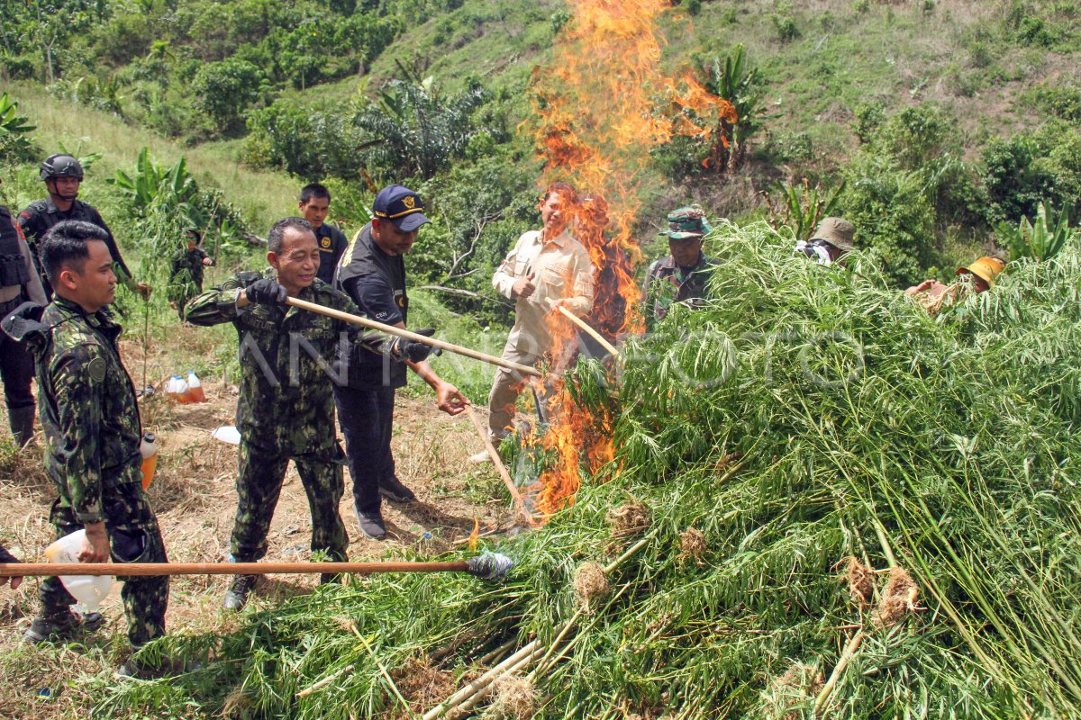 Operasi lanjutan pemusnahan ladang ganja Aceh