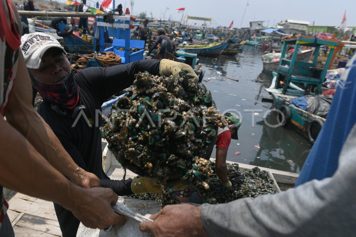 Nelayan kerang hijau di Cilincing
