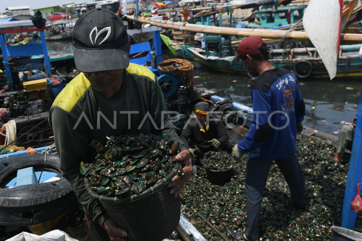 Nelayan kerang hijau di Cilincing