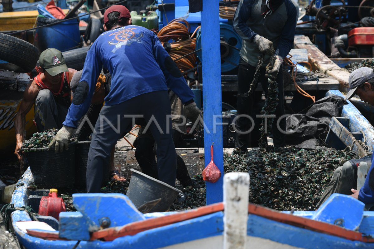 Nelayan kerang hijau di Cilincing