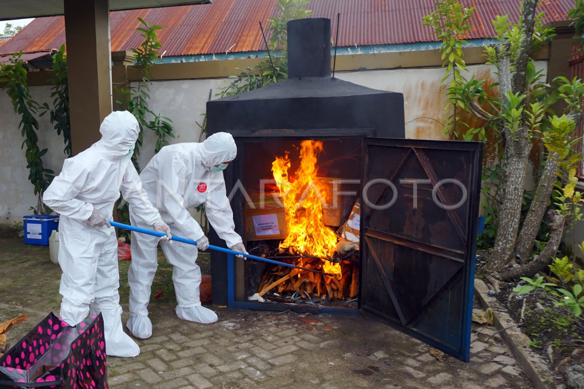 Pemusnahan daging babi terinfeksi ASF di Sorong