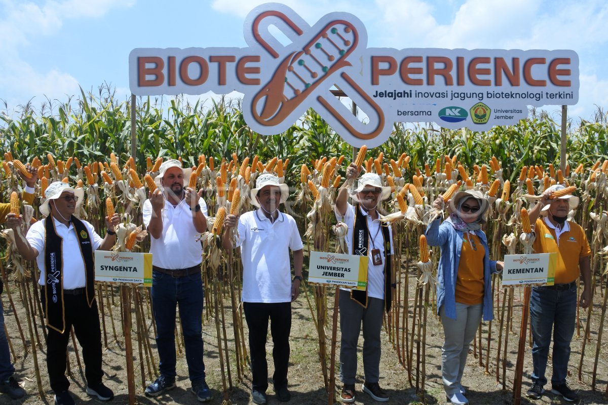 Panen jagung bioteknologi pertama di Indonesia