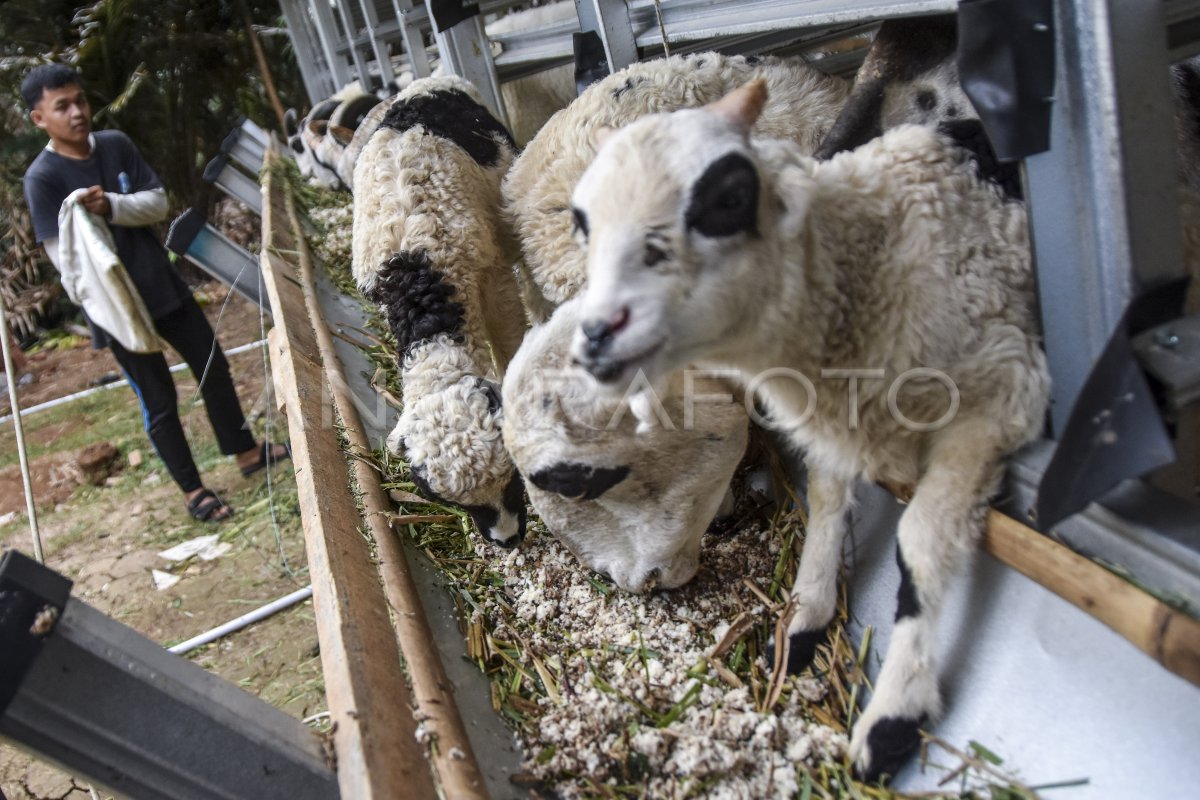 Peternak kesulitan dapatkan pakan rumput segar