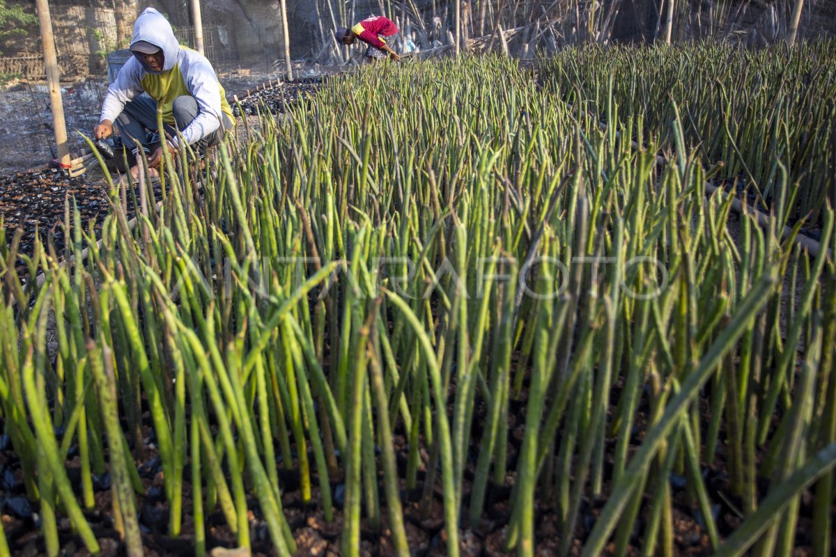 Pembenihan mangrove di kebun bibit rakyat