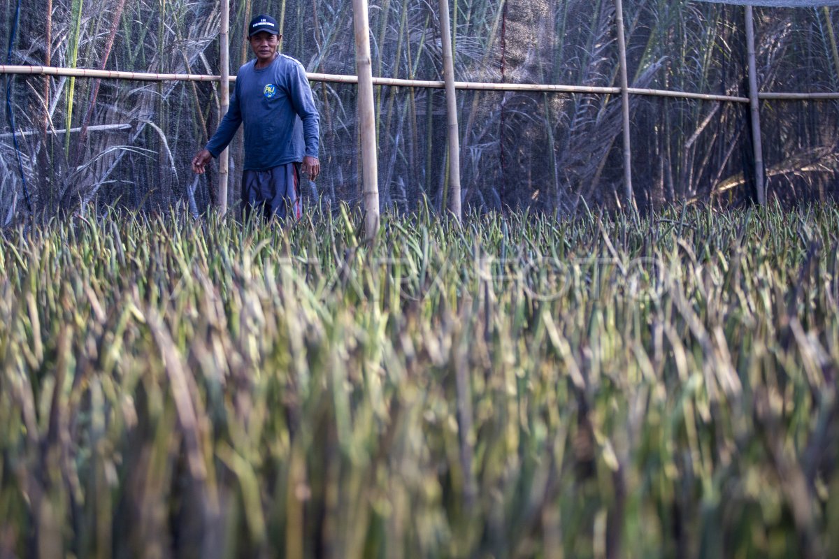 Pembenihan mangrove di kebun bibit rakyat
