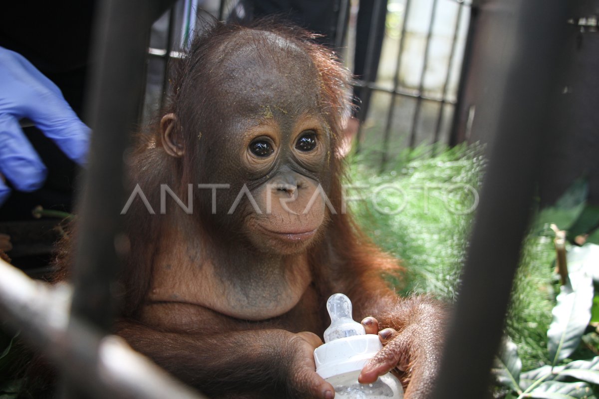 BKSDA Kalteng terima bayi orangutan hasil tangkap penyelundupan