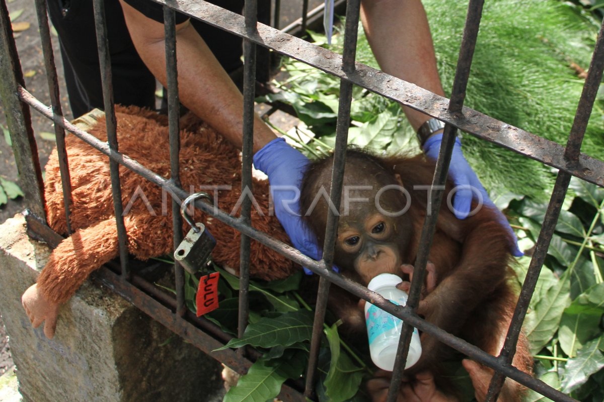BKSDA Kalteng terima bayi orangutan hasil tangkap penyelundupan
