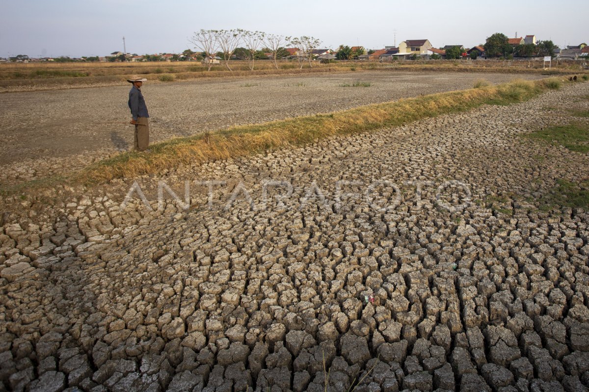 Lahan tambak mengering di Indramayu